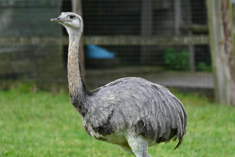 Waarom een struisvogel niet hoeft te kunnen vliegen - Talent